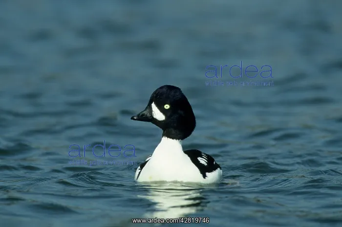 : Barrow's Goldeneye : Barrow's Goldeneye