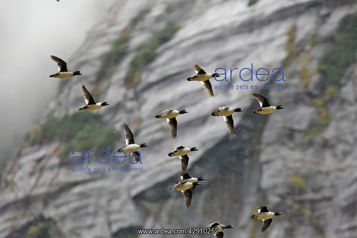 : Barrow's Goldeneye : Barrow's Goldeneye