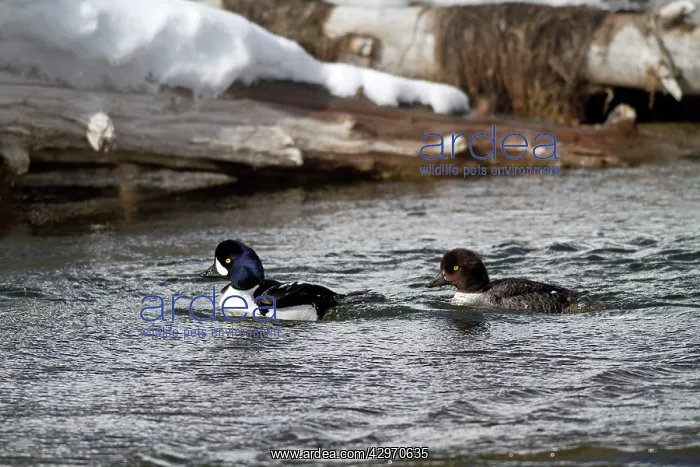 : Barrow's Goldeneye : Barrow's Goldeneye