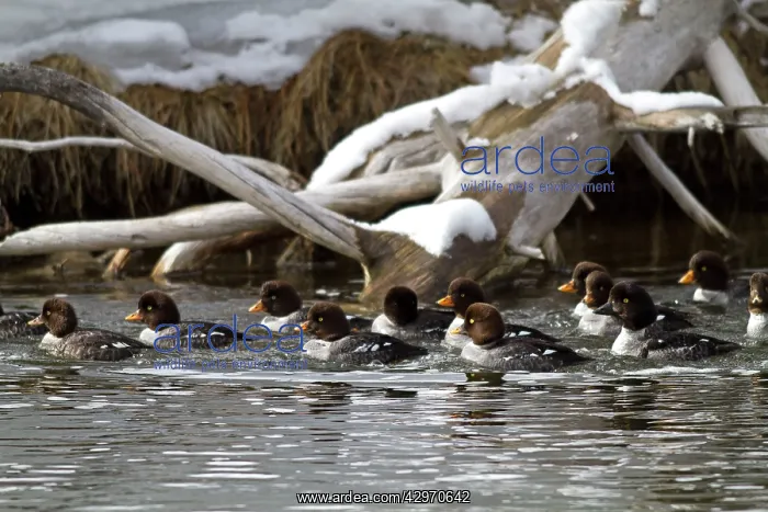 : Barrow's Goldeneye : Barrow's Goldeneye