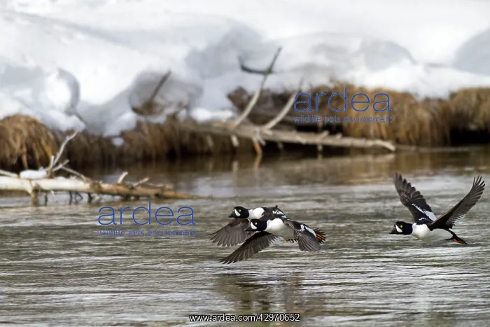 : Barrow's Goldeneye : Barrow's Goldeneye