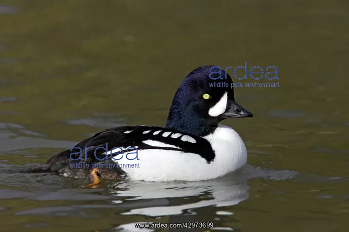 : Barrow's Goldeneye : Barrow's Goldeneye
