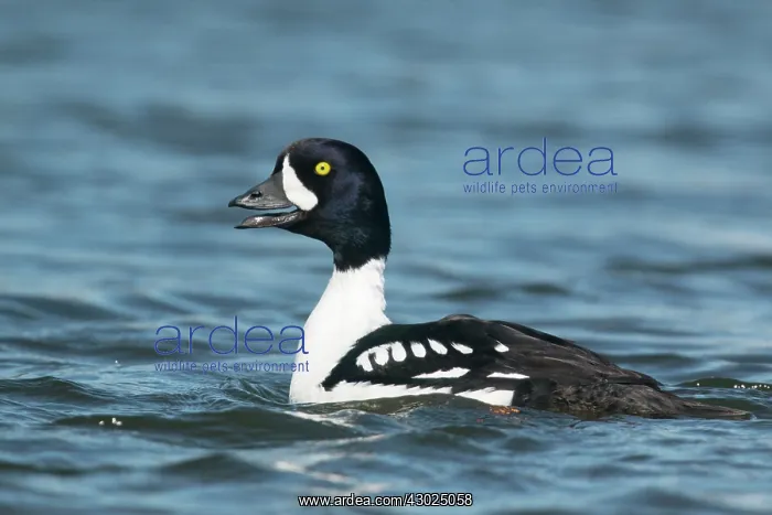 : Barrow's Goldeneye : Barrow's Goldeneye