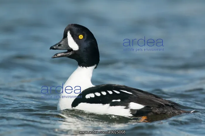 : Barrow's Goldeneye : Barrow's Goldeneye