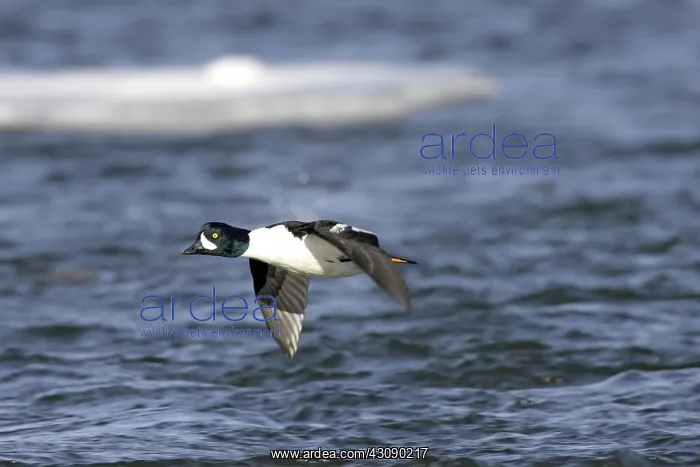 : Barrow's Goldeneye : Barrow's Goldeneye