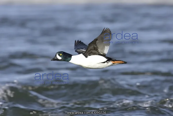 : Barrow's Goldeneye : Barrow's Goldeneye