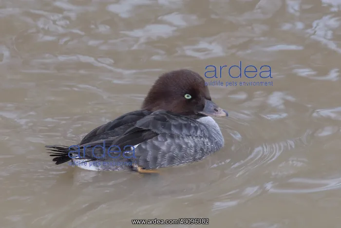 : Barrow's Goldeneye