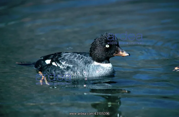 : Barrow's Goldeneye : Barrow's Goldeneye