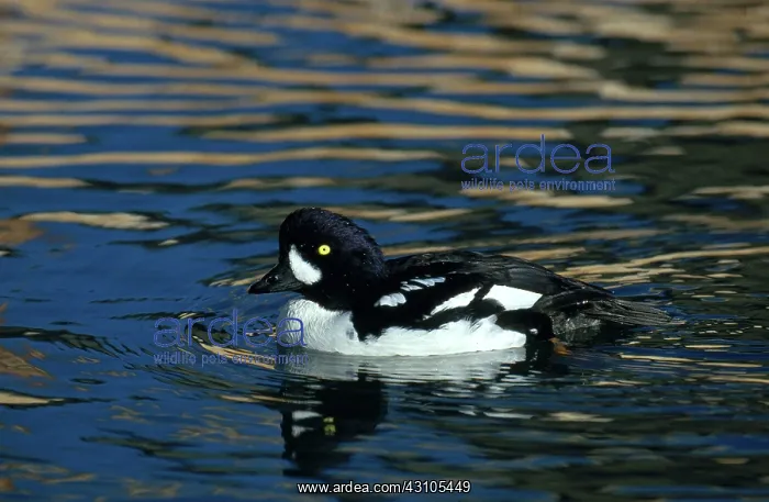 : Barrow's Goldeneye : Barrow's Goldeneye