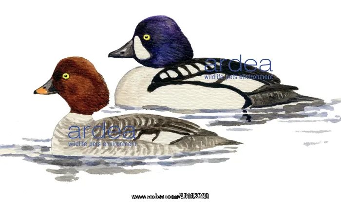  : Barrow's Goldeneye