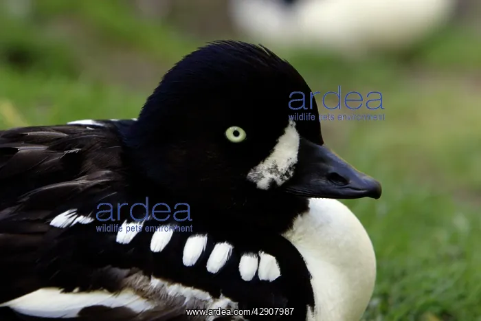 : Barrow's Goldeneye - detailed study of drake's head : Barrow's Goldeneye - detailed study of drake's head