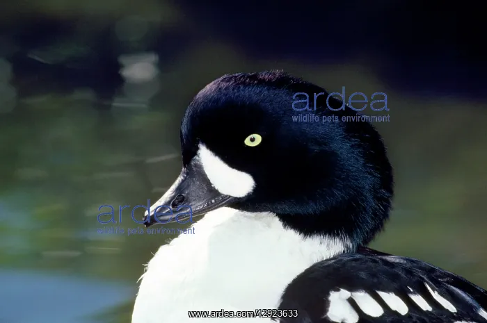 : BARROW'S GOLDENEYE DUCK : BARROW'S GOLDENEYE DUCK