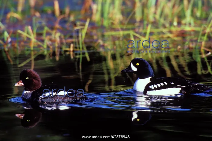 : Barrow's Goldeneye duck pair : Barrow's Goldeneye duck pair