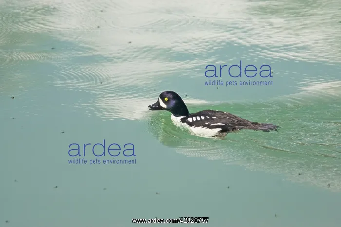 : Barrow's Goldeneye - feeding on lake flies : Barrow's Goldeneye - feeding on lake flies
