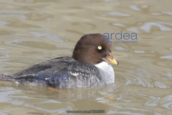 : Barrow's Goldeneye Female : Barrow's Goldeneye Female