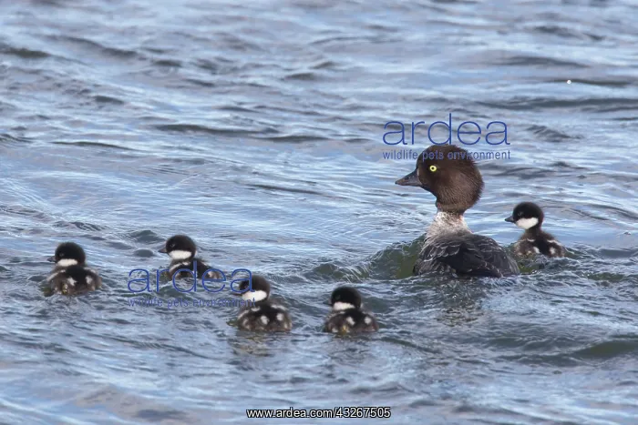 : Barrows Goldeneye - female with chicks on water : Barrows Goldeneye - female with chicks on water