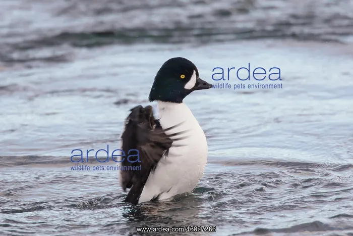 : Barrows Goldeneye flapping its wings Iceland : Barrows Goldeneye flapping its wings Iceland