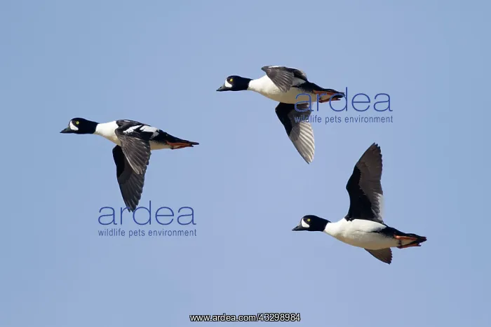 : Barrow's Goldeneye - in flight : Barrow's Goldeneye - in flight