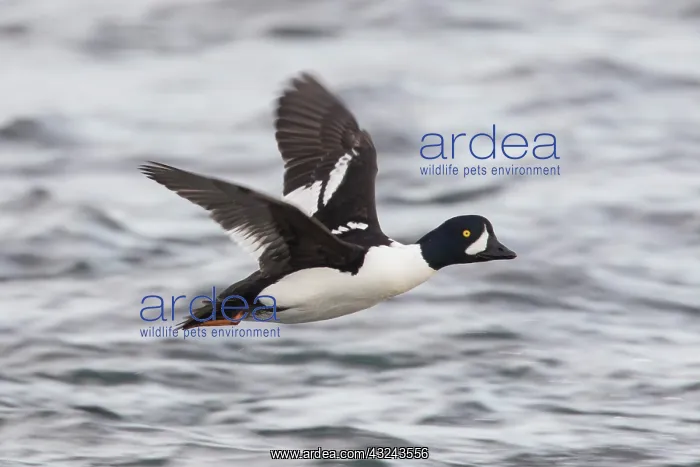 : Barrows Goldeneye flying drake Iceland : Barrows Goldeneye flying drake Iceland