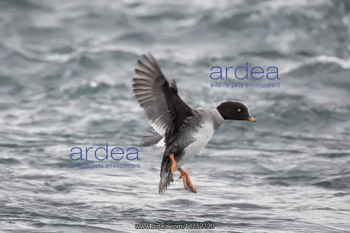 : Barrows Goldeneye flying female, Iceland : Barrows Goldeneye flying female, Iceland