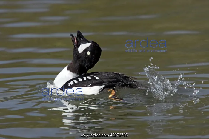 : Barrow's Goldeneye - Male Displaying : Barrow's Goldeneye - Male Displaying
