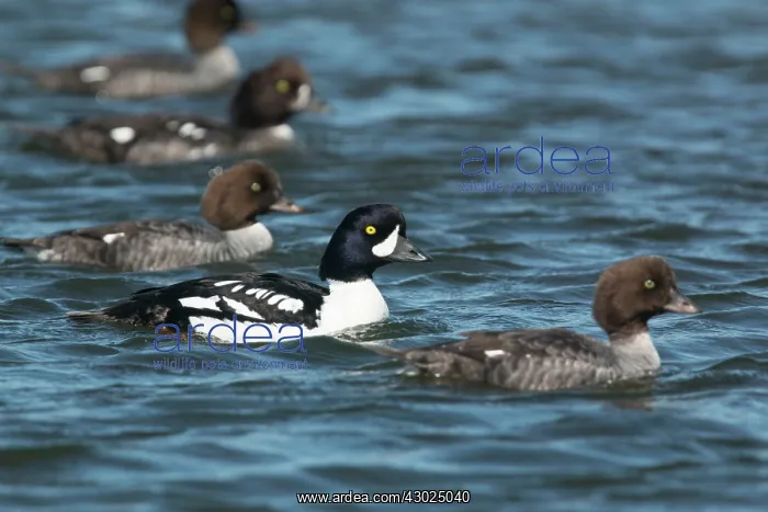: Barrow's Goldeneye - male with several females : Barrow's Goldeneye - male with several females