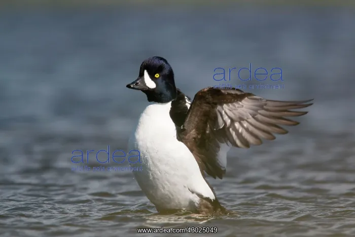 : Barrow's Goldeneye - male flapping wings : Barrow's Goldeneye - male flapping wings