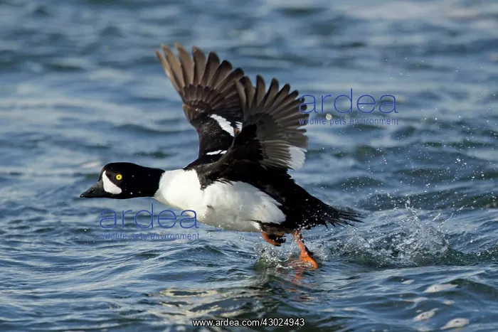 : Barrow's Goldeneye - male in flight taking off from water : Barrow's Goldeneye - male in flight taking off from water