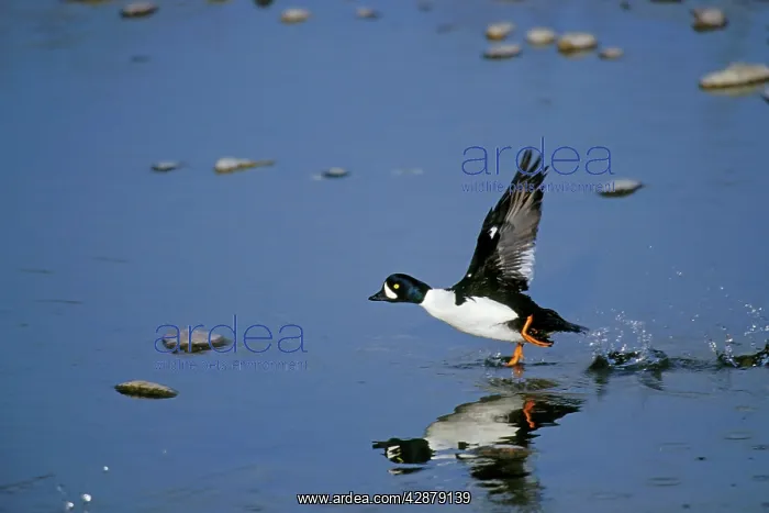 : Barrow's Goldeneye - male taking off : Barrow's Goldeneye - male taking off