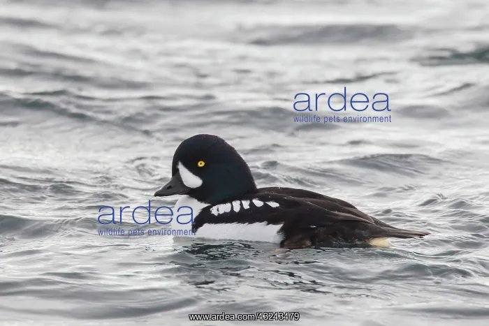 : Barrows Goldeneye swimming drake Iceland : Barrows Goldeneye swimming drake Iceland