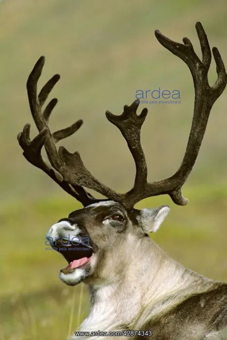 : Barrren Ground Caribou - bull yawning : Barrren Ground Caribou - bull yawning