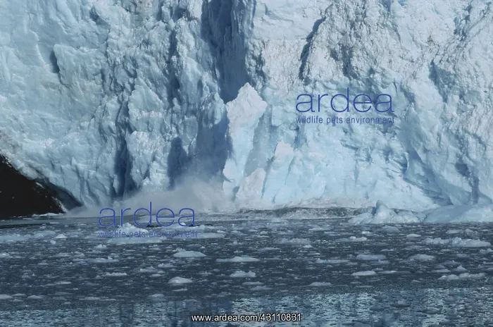 : Barry Glacier, Calving : Barry Glacier, Calving