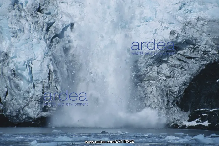 : Barry Glacier, Calving : Barry Glacier, Calving