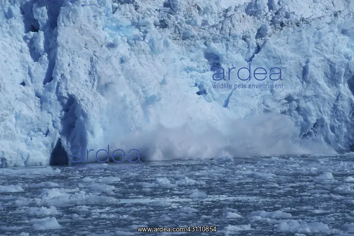 : Barry Glacier, Calving : Barry Glacier, Calving