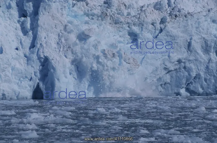 : Barry Glacier, Calving : Barry Glacier, Calving