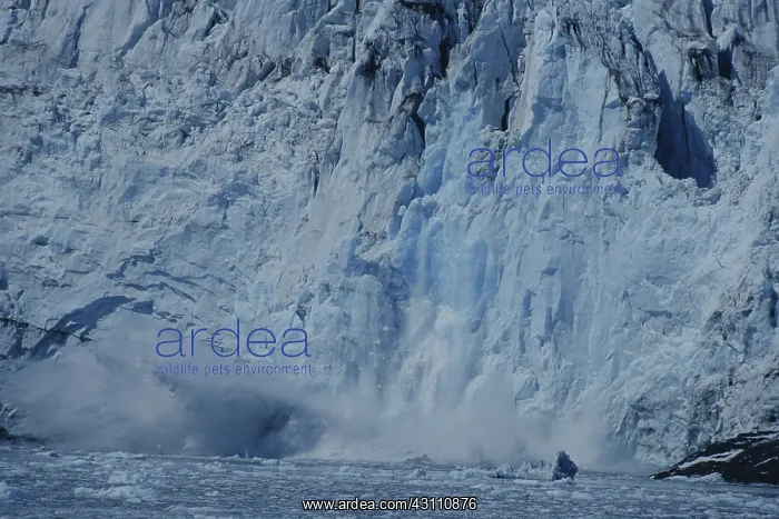 : Barry Glacier, Calving : Barry Glacier, Calving
