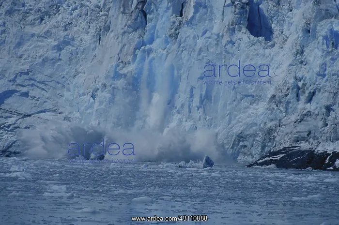 : Barry Glacier, Calving : Barry Glacier, Calving