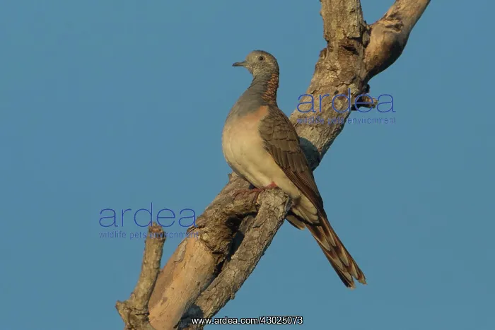 : Barshouldered Dove Perched on a branch Darwin Norther : Barshouldered Dove Perched on a branch Darwin Norther