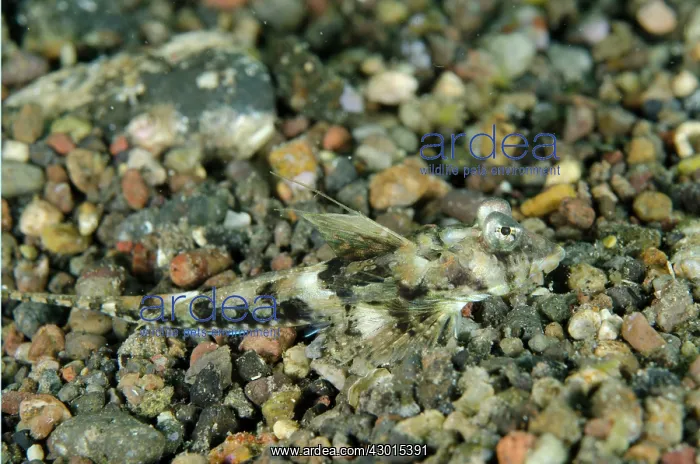 : Bartels Dragonet : Bartels Dragonet