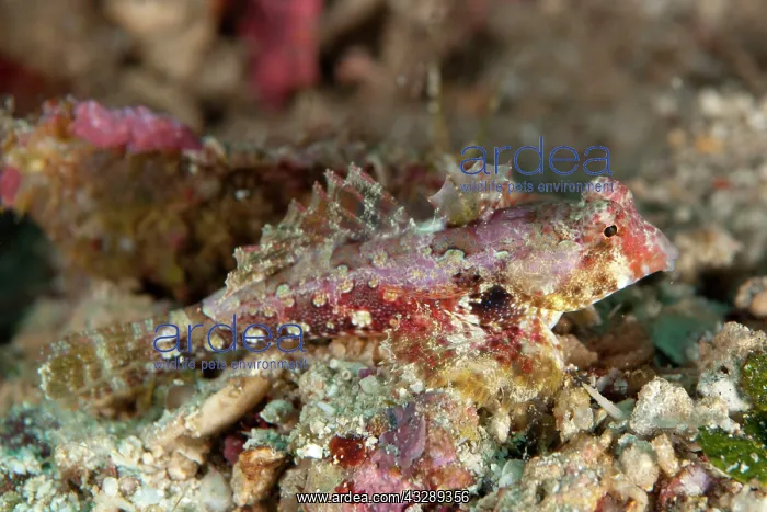 : Bartel's Dragonet : Bartel's Dragonet