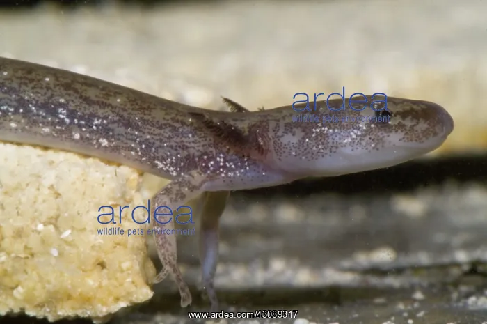 : Barton Springs Salmander : Barton Springs Salmander