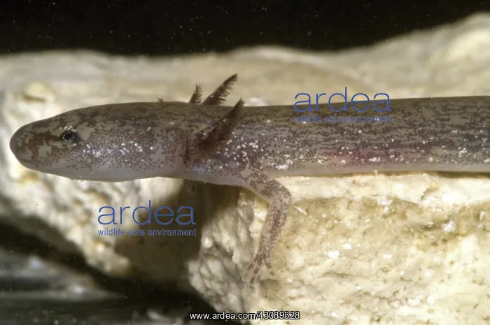 : Barton Springs Salmander : Barton Springs Salmander