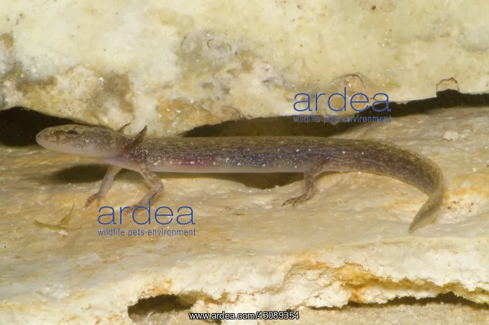 : Barton Springs Salmander : Barton Springs Salmander