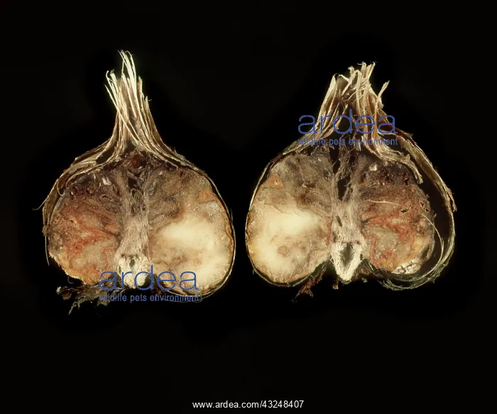 : Basal Rot of Freesia Bulb : Basal Rot of Freesia Bulb