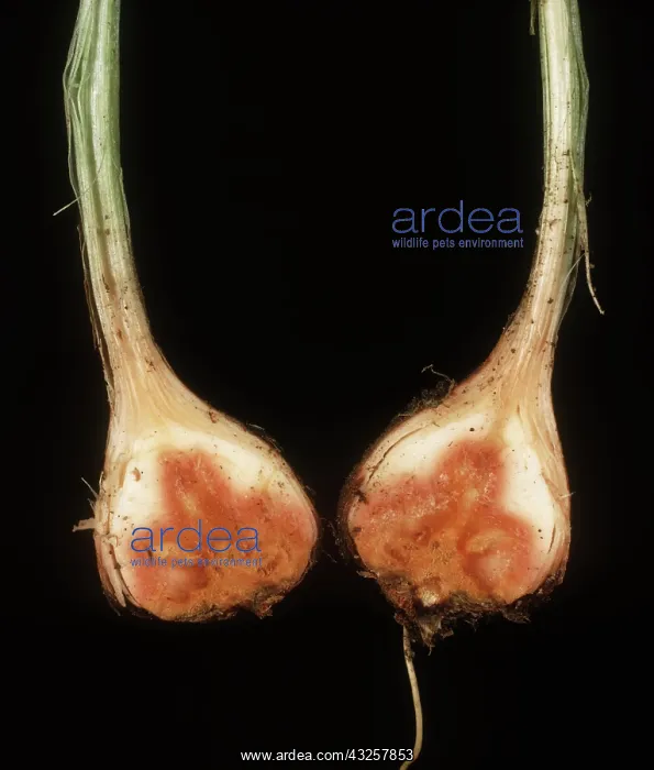 : Basal rot on Freesia Corm : Basal rot on Freesia Corm