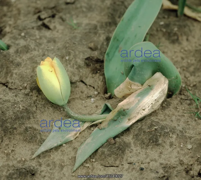 : Basal rot of Tulip : Basal rot of Tulip
