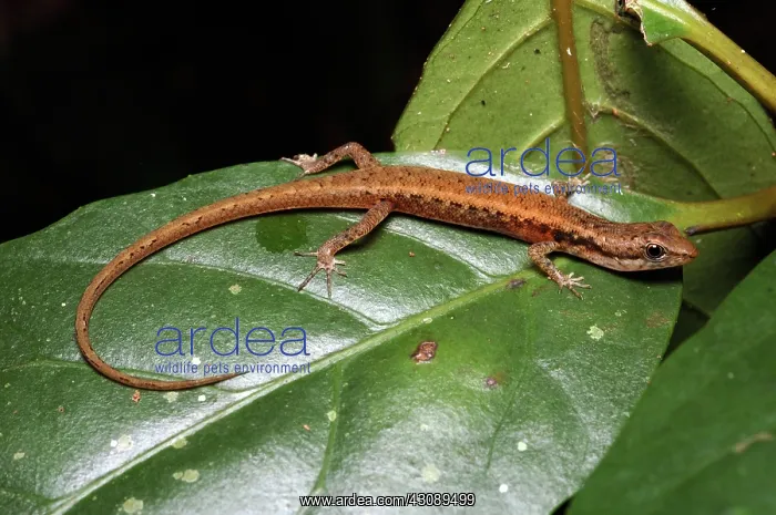 : Basal Shade Skink, Australia : Basal Shade Skink, Australia