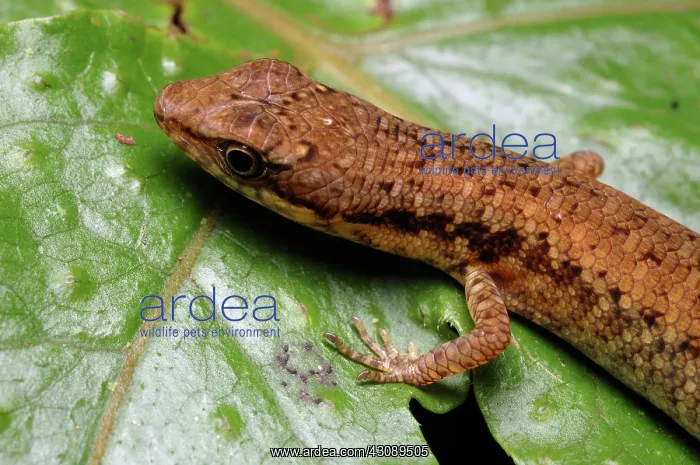 : Basal Shade Skink, Australia : Basal Shade Skink, Australia