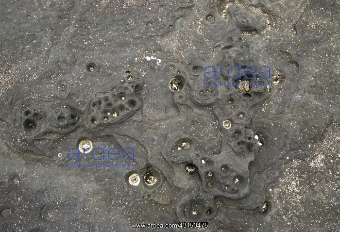 : Basalt. Abstract of basalt in the intertidal zone on Santiago Island : Basalt. Abstract of basalt in the intertidal zone on Santiago Island