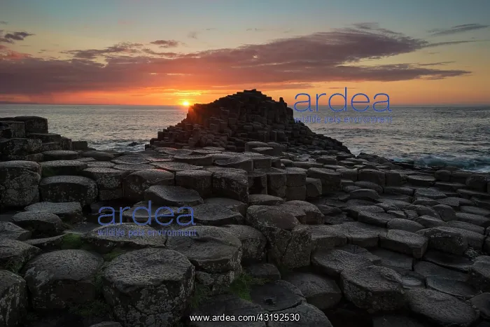 : Basalt columns by the coast at sunset, Giant's : Basalt columns by the coast at sunset, Giant's